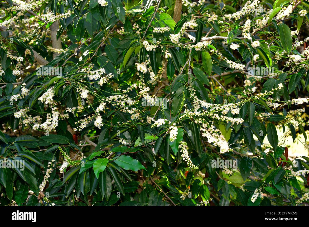 Portugal laurel ou hija (Prunus lusitanica) est un petit arbre à feuilles persistantes originaire d'Espagne, du Portugal, du sud-ouest de la France, du Maroc et de Macaronesia. Banque D'Images