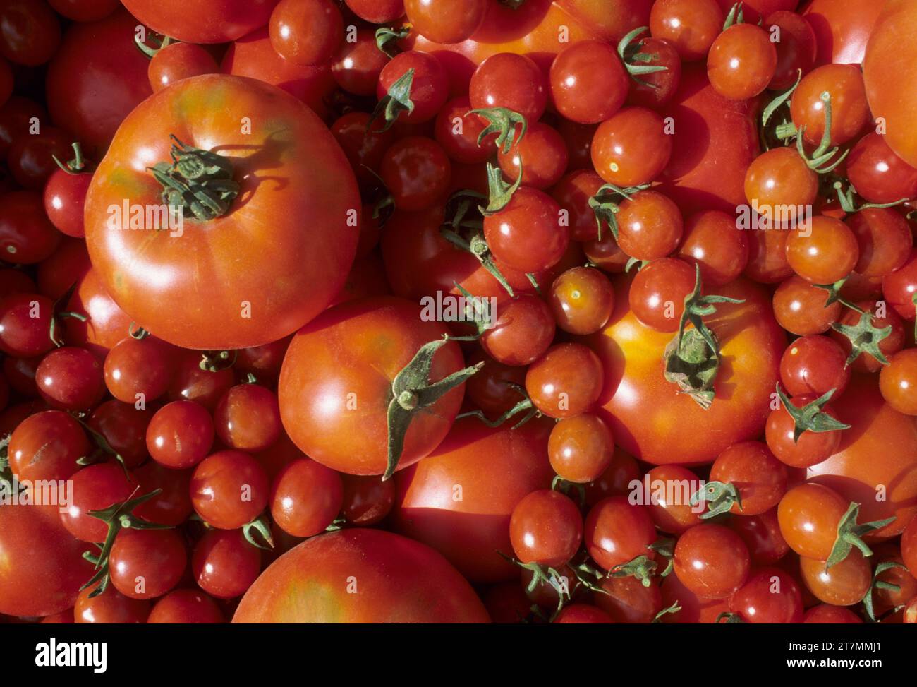 U-cueillir des tomates, Marion County, Oregon Banque D'Images