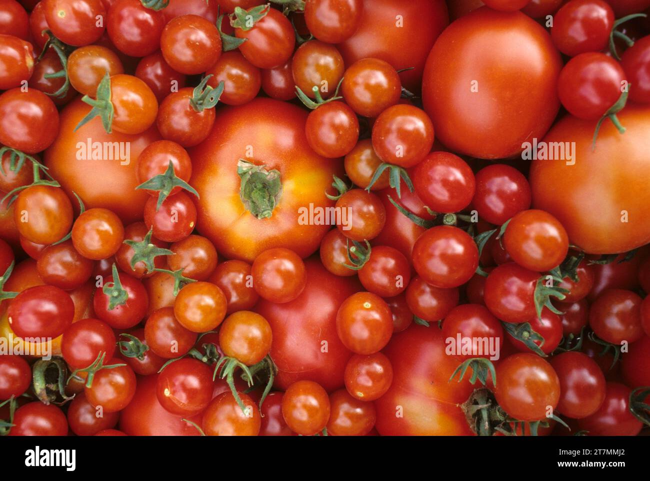 U-cueillir des tomates, Marion County, Oregon Banque D'Images