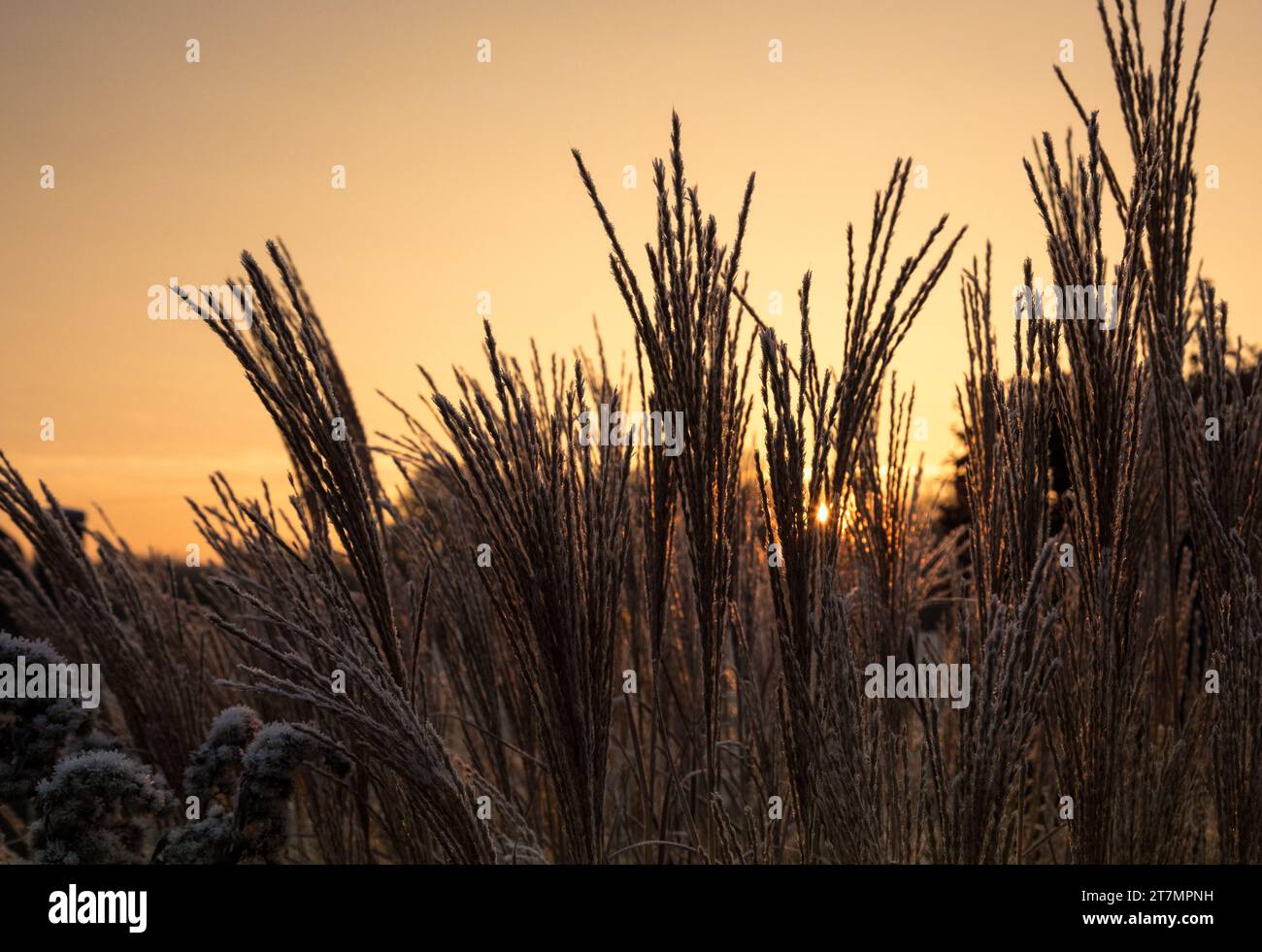 Sträucher im winterlichen Glanz mit EIS bedeckt BEI Sonnenaufgang Banque D'Images