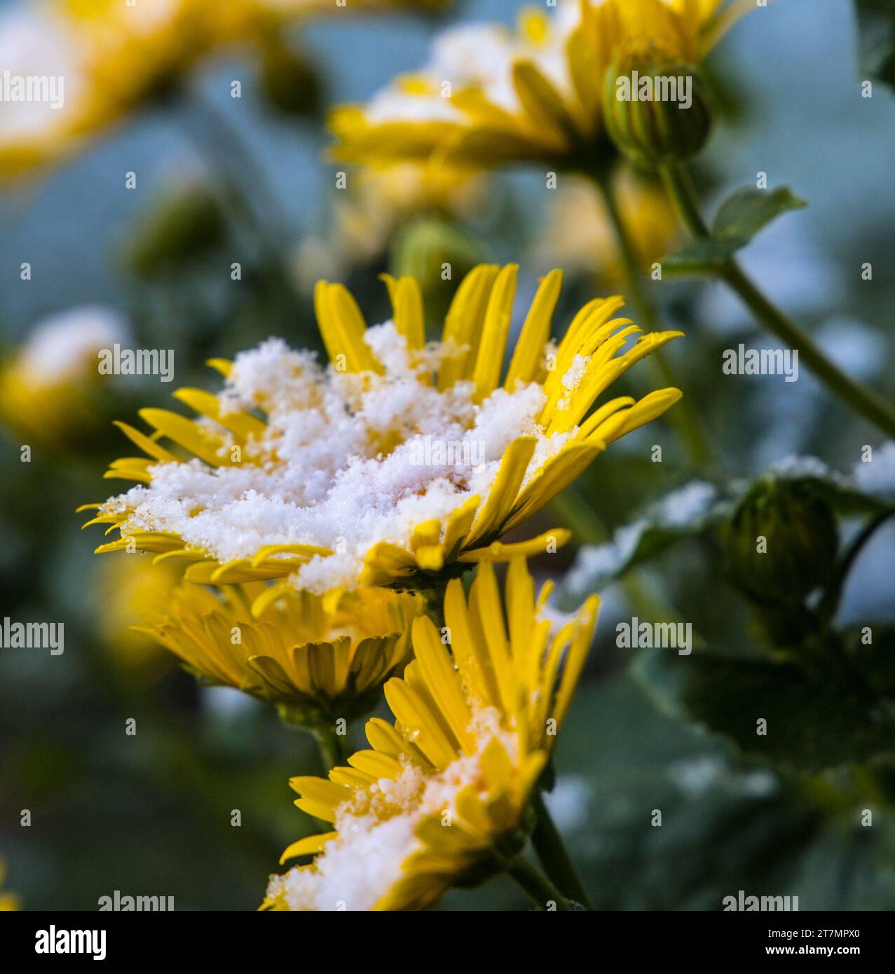 Blume im Schnee, schneebedeckt im Sonnenlicht Banque D'Images