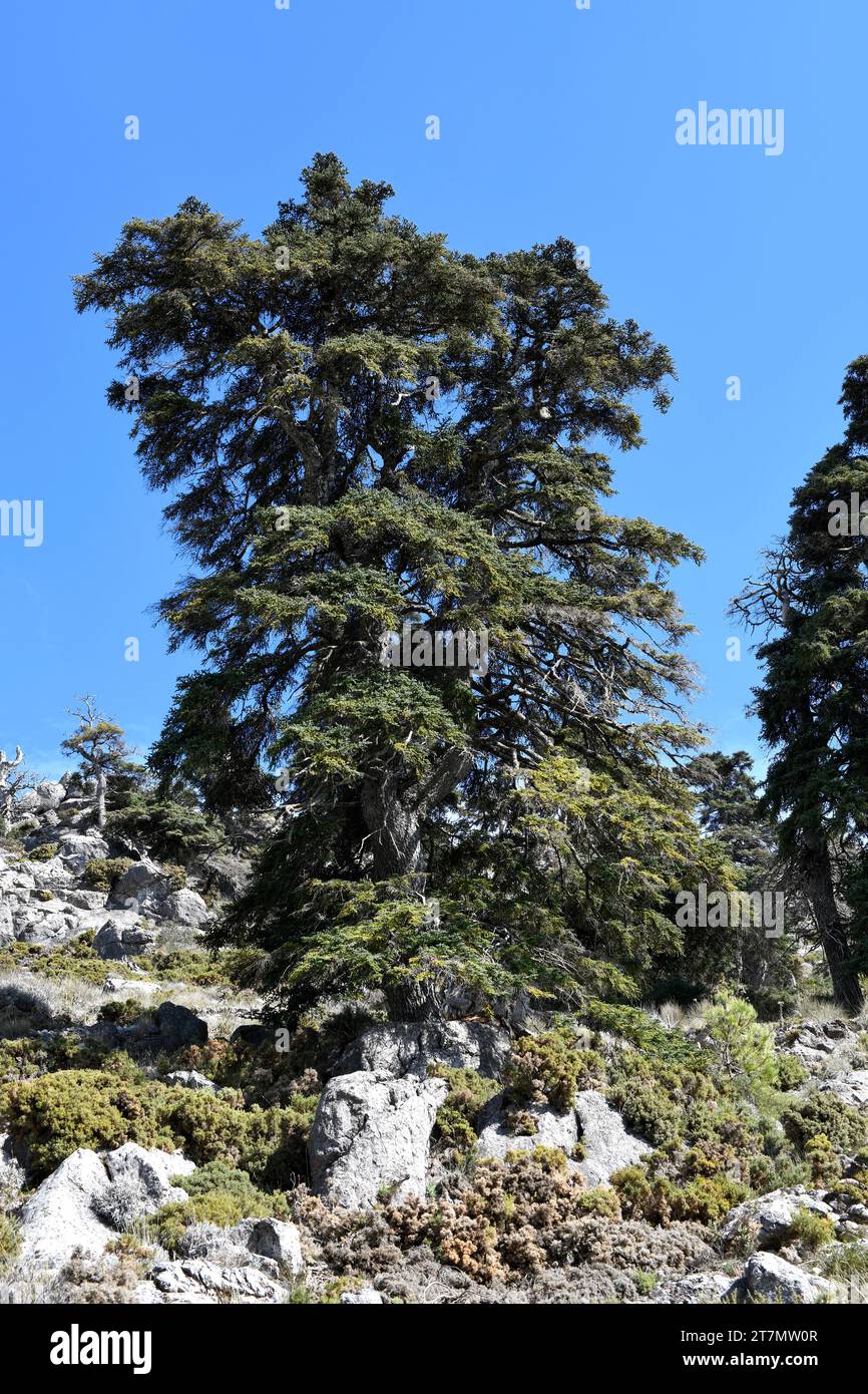 Sapin espagnol ou pinsapo (Abies pinsapo) arbre à feuilles persistantes endémique aux montagnes de Cadix et Malaga. Cette photo a été prise à Los Quejigales, Sierra de las Banque D'Images