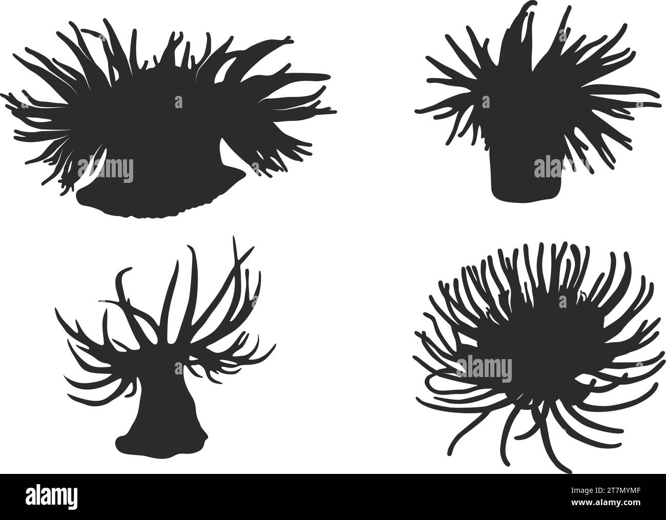 Silhouette d'anémone de mer, illustration vectorielle d'anémone de mer, clipart d'anémone de mer. Illustration de Vecteur