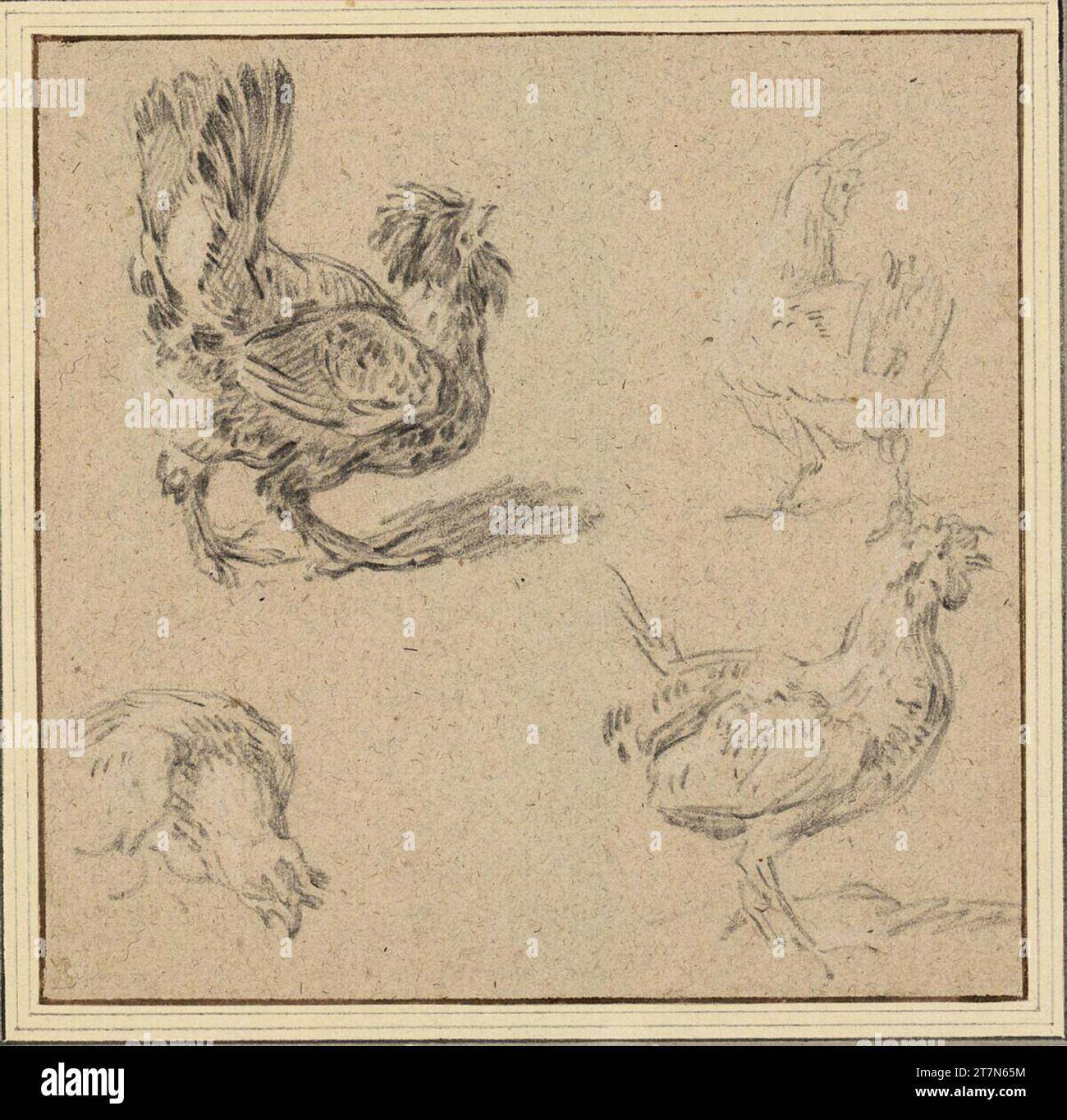 Melchior de Hondecoeter quatre études sur un coq. Craie noire et blanche, sur papier léger. Banque D'Images
