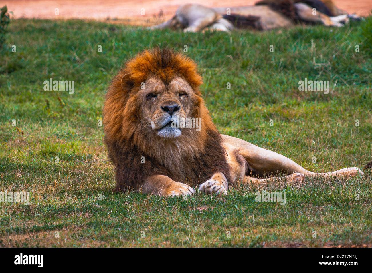 Animaux sauvages regardant silencieusement .. Banque D'Images