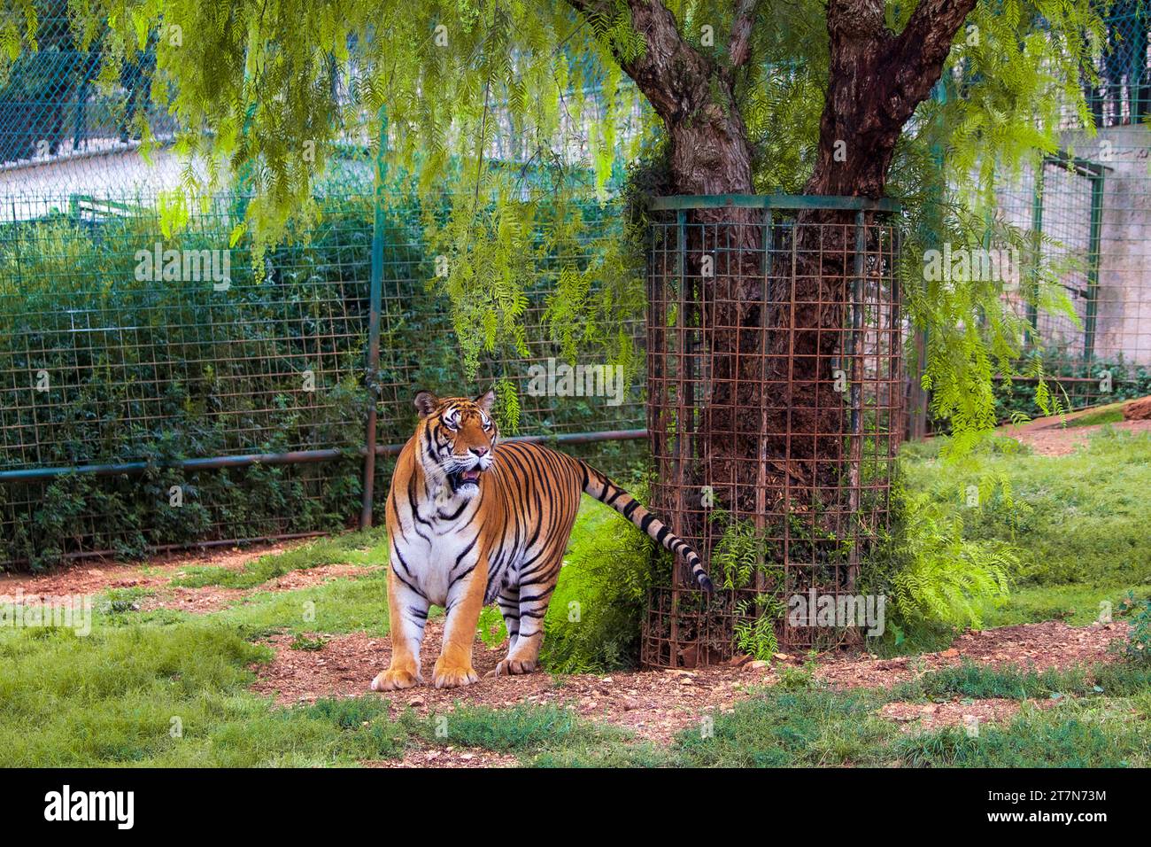Animaux sauvages regardant silencieusement .. Banque D'Images