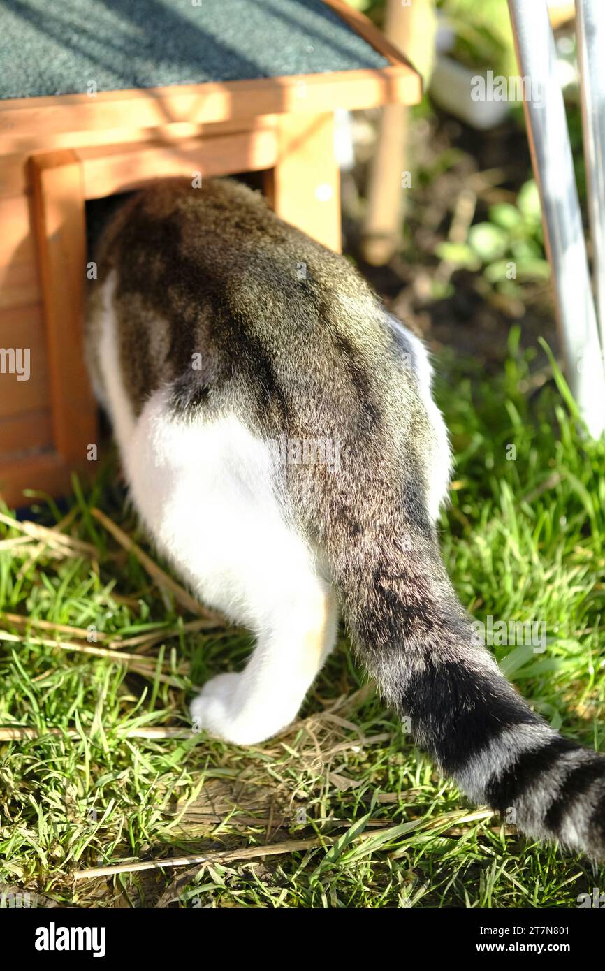 Chat domestique tabby et blanc se serrant dans la maison hérisson afin de voler de la nourriture hérisson Banque D'Images