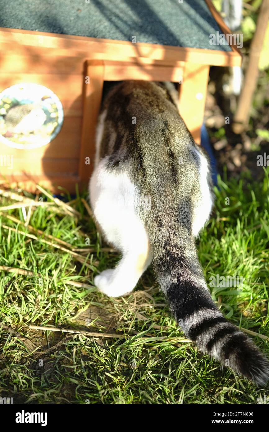 Chat domestique tabby et blanc se serrant dans la maison hérisson afin de voler de la nourriture hérisson Banque D'Images