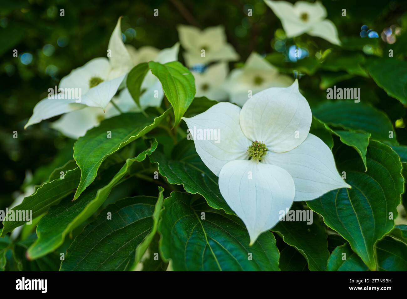 Gros plan du cornousier de Kousa en fleurs, Cornus Kousa. Banque D'Images