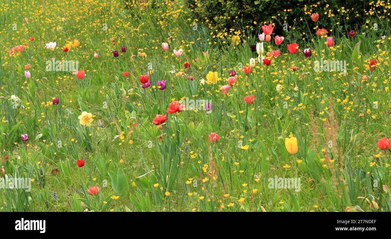 Prairie de fleurs printanières sauvages avec tulipes Banque D'Images