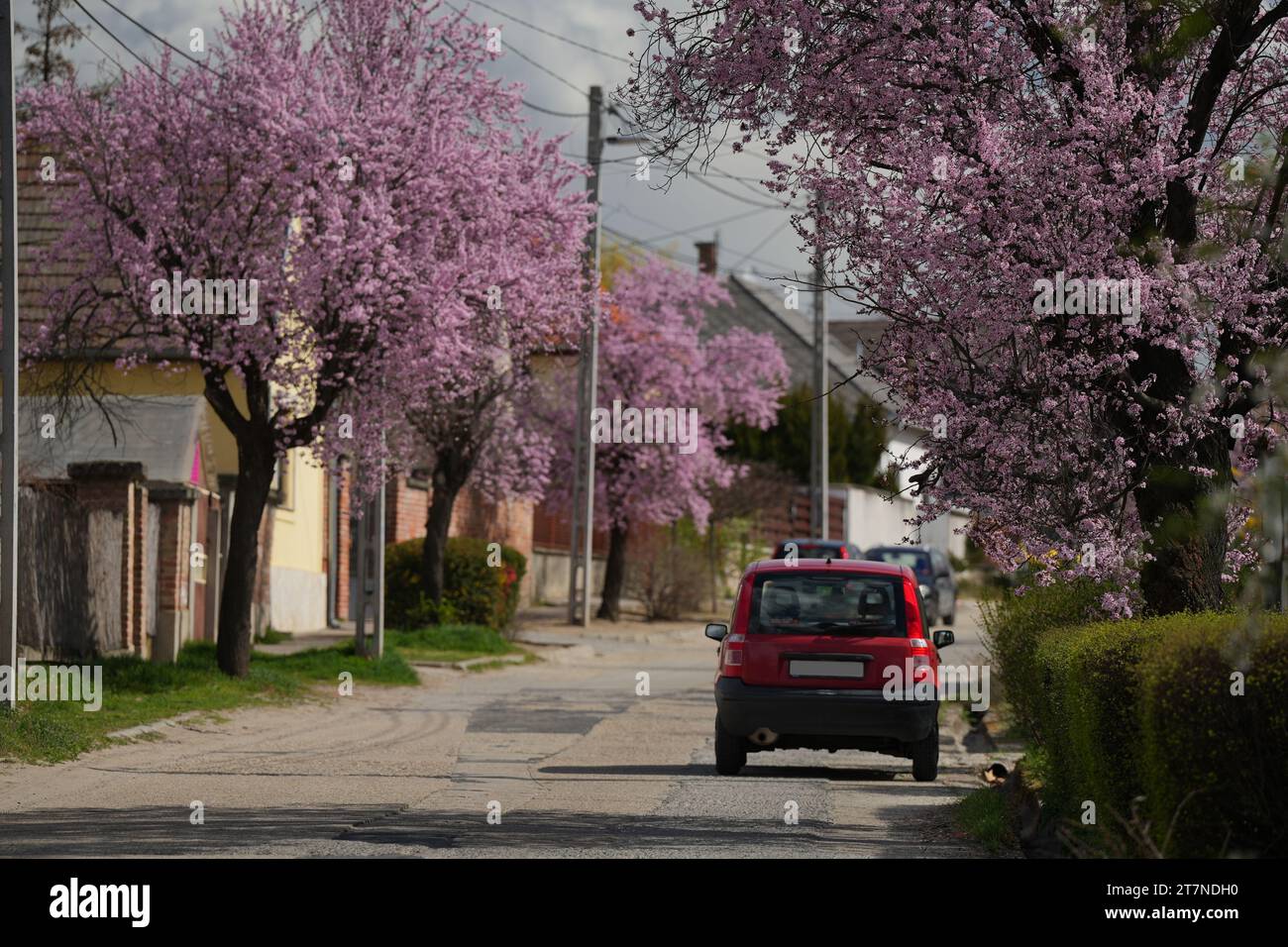 Mogyorod, Hongrie - 26 mars 2023 : beaux sakura dans une rue confortable de Mogyorod Banque D'Images