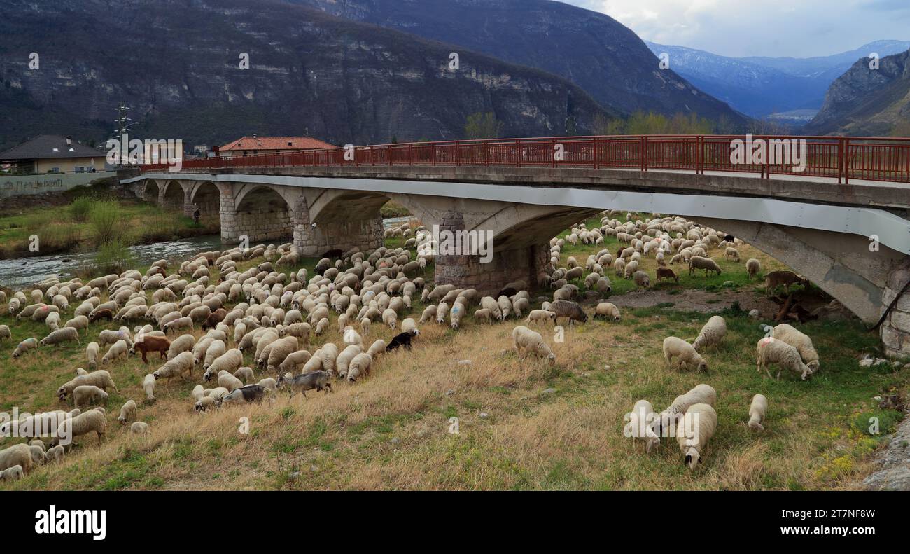 Troupeau de moutons dans les Alpes italiennes, Trentin, Italie. Pont de la rivière Noce. Ponte sul Noce della Fosina Banque D'Images