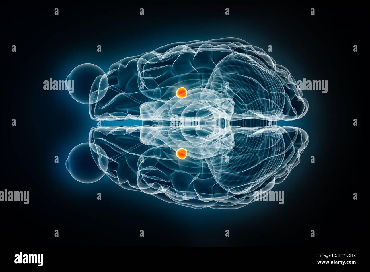 Illustration de rendu 3D de radiographie de l'amygdale cérébrale supérieure ou vue de dessus. Cerveau humain, anatomie limbique et du système nerveux, médical, soins de santé, biologie, Banque D'Images