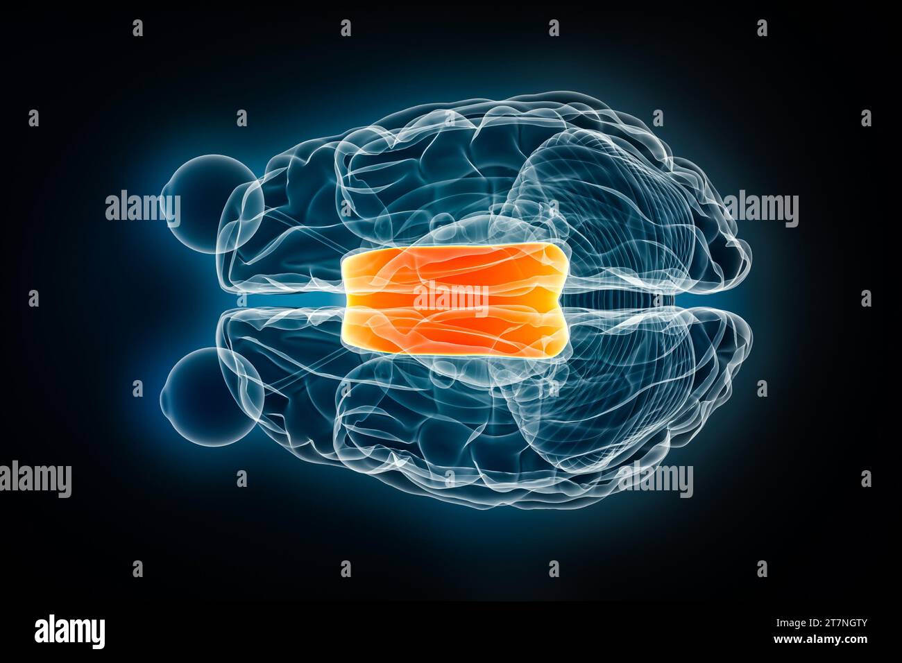 Illustration de rendu 3D de radiographie de corps calleux vue supérieure ou de dessus. Anatomie du cerveau humain et du système nerveux, médical, santé, biologie, science, n Banque D'Images
