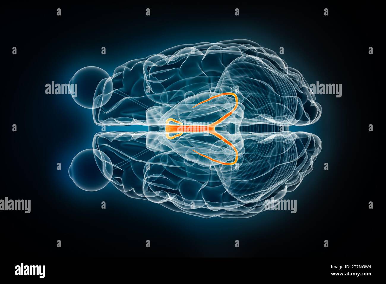 Illustration de rendu 3D Fornix radiographie supérieure ou vue de dessus. Cerveau humain, anatomie limbique et du système nerveux, médical, santé, biologie, science, ne Banque D'Images