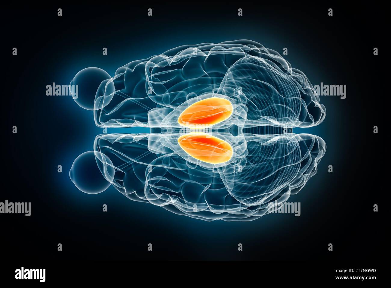Illustration de rendu 3D vue supérieure ou vue de dessus des rayons X thalamus. Cerveau humain, anatomie limbique et du système nerveux, médical, santé, biologie, science, Banque D'Images