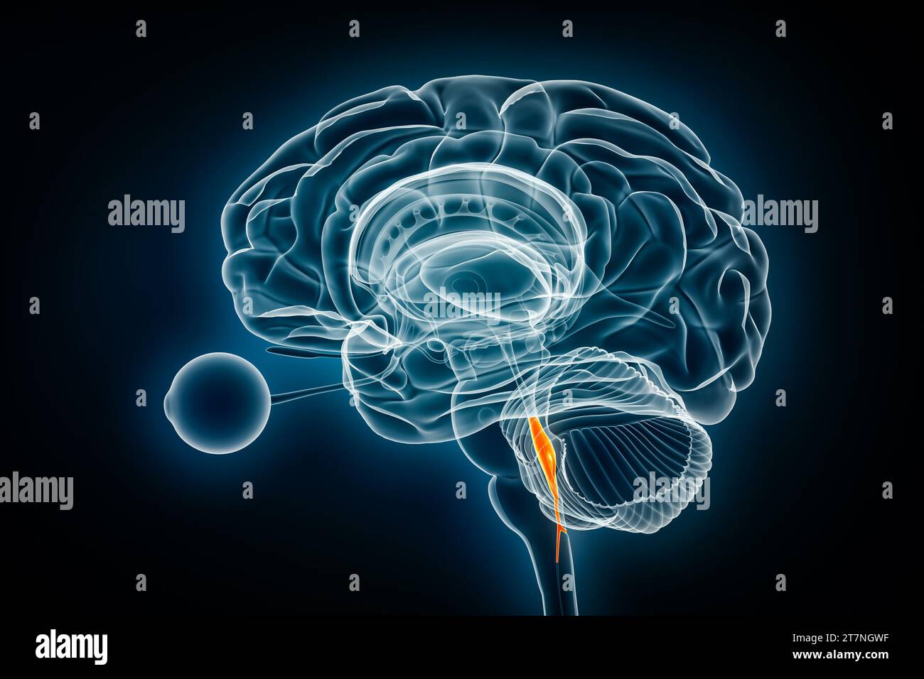 Illustration du rendu 3D de la vue radiologique du quatrième ventricule cérébral. Anatomie du cerveau humain et du système ventriculaire, médecine, santé, science, neurosciences Banque D'Images