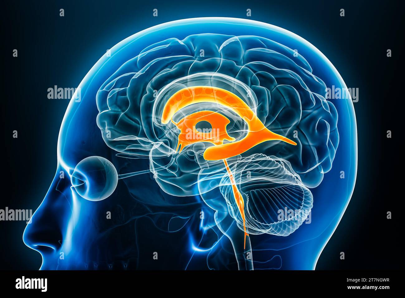 Ventricules et profil radiologique de l'aqueduc cérébral vue rapprochée 3D avec contours du corps. Anatomie du cerveau humain et du système ventriculaire, Banque D'Images