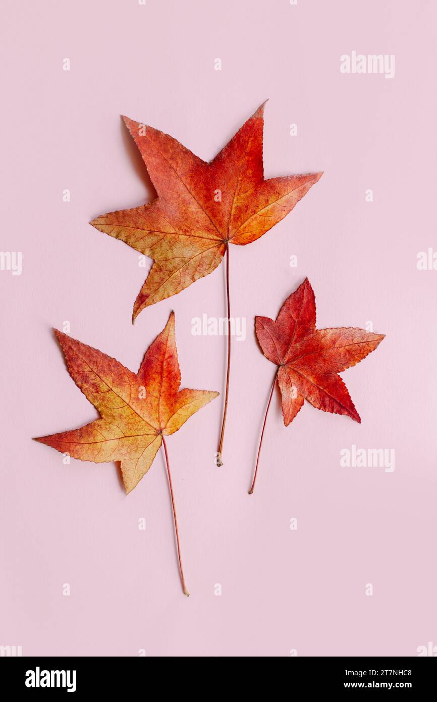 Belles feuilles d'érable d'automne sur un fond rose pastel. Couleurs d'automne. Placer pour le texte. Banque D'Images