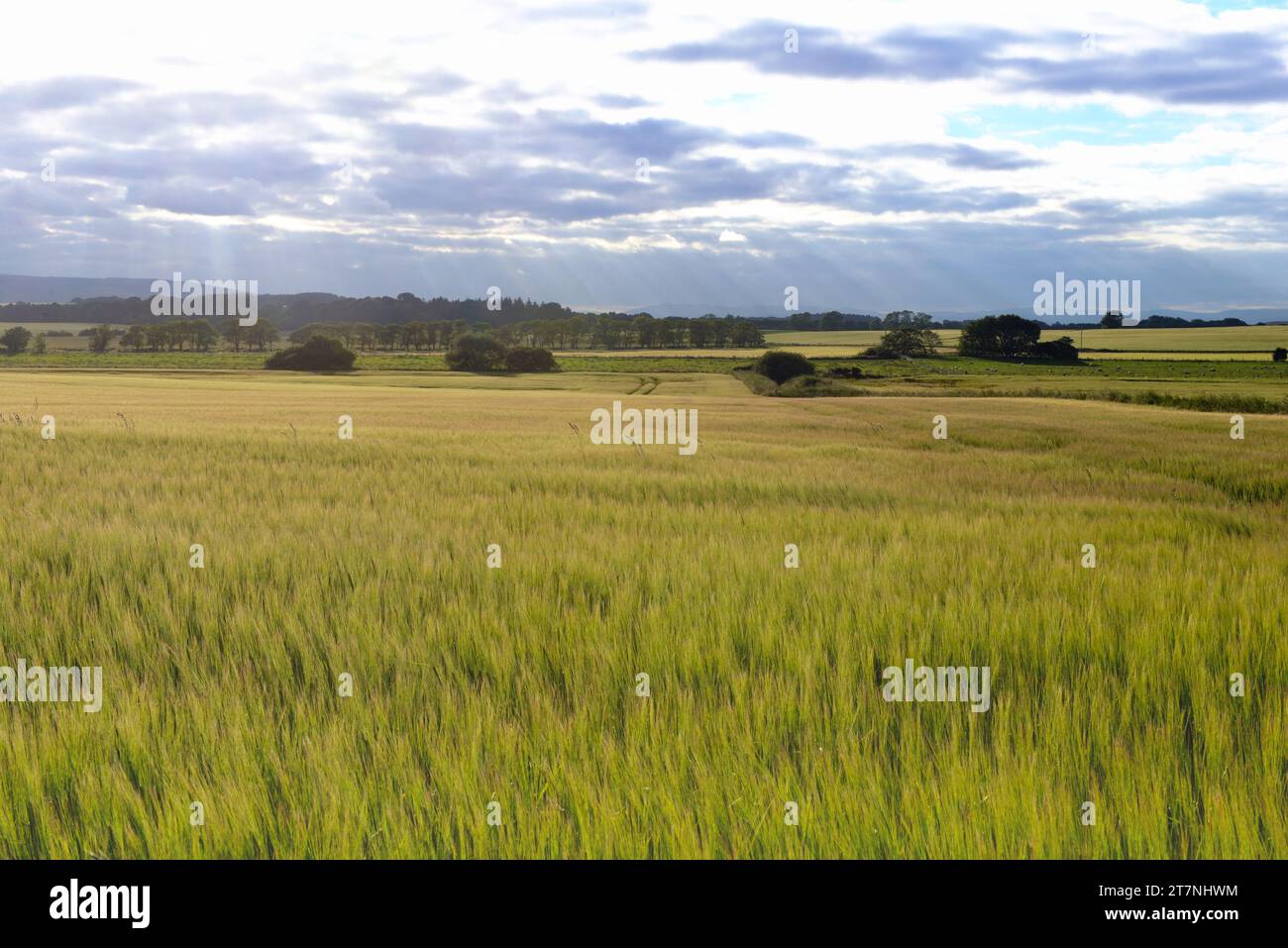 Champs de blé en été dans le nord-est de l'Écosse près de Portmahomack à Pâques Ross Banque D'Images