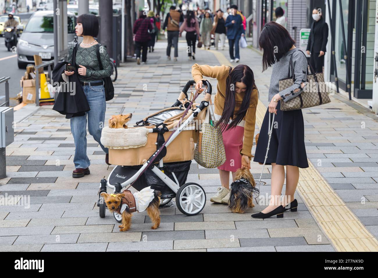 Tokyo, Japon - 08 avril 2023 : jeunes japonaises non identifiées avec de petits chiens dans une poussette à Tokyo. En raison de nombreuses réglementations à Tokyo, beaucoup de peopl Banque D'Images