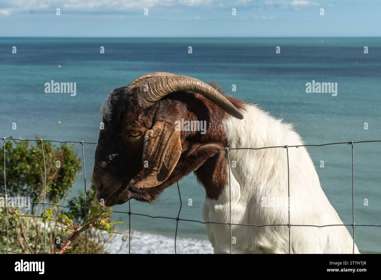 West Cliff, Bournemouth, Royaume-Uni - 6 août 2023 : Boer Goat sur la West Cliff avec la mer en arrière-plan. Banque D'Images