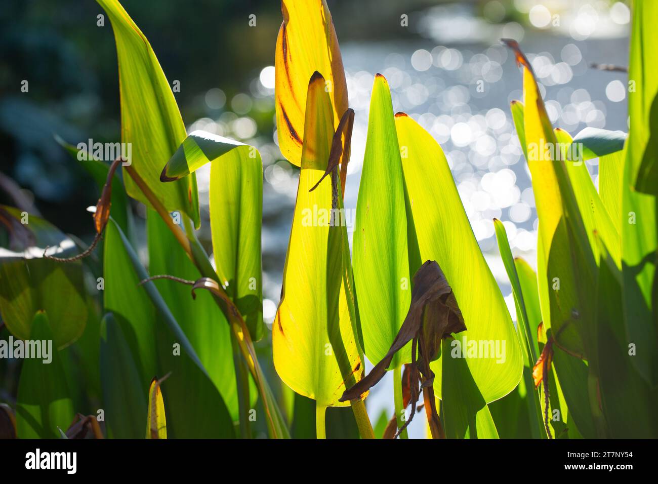 Feuilles de plante éclairées par la lumière du soleil au bord d'un étang. Banque D'Images