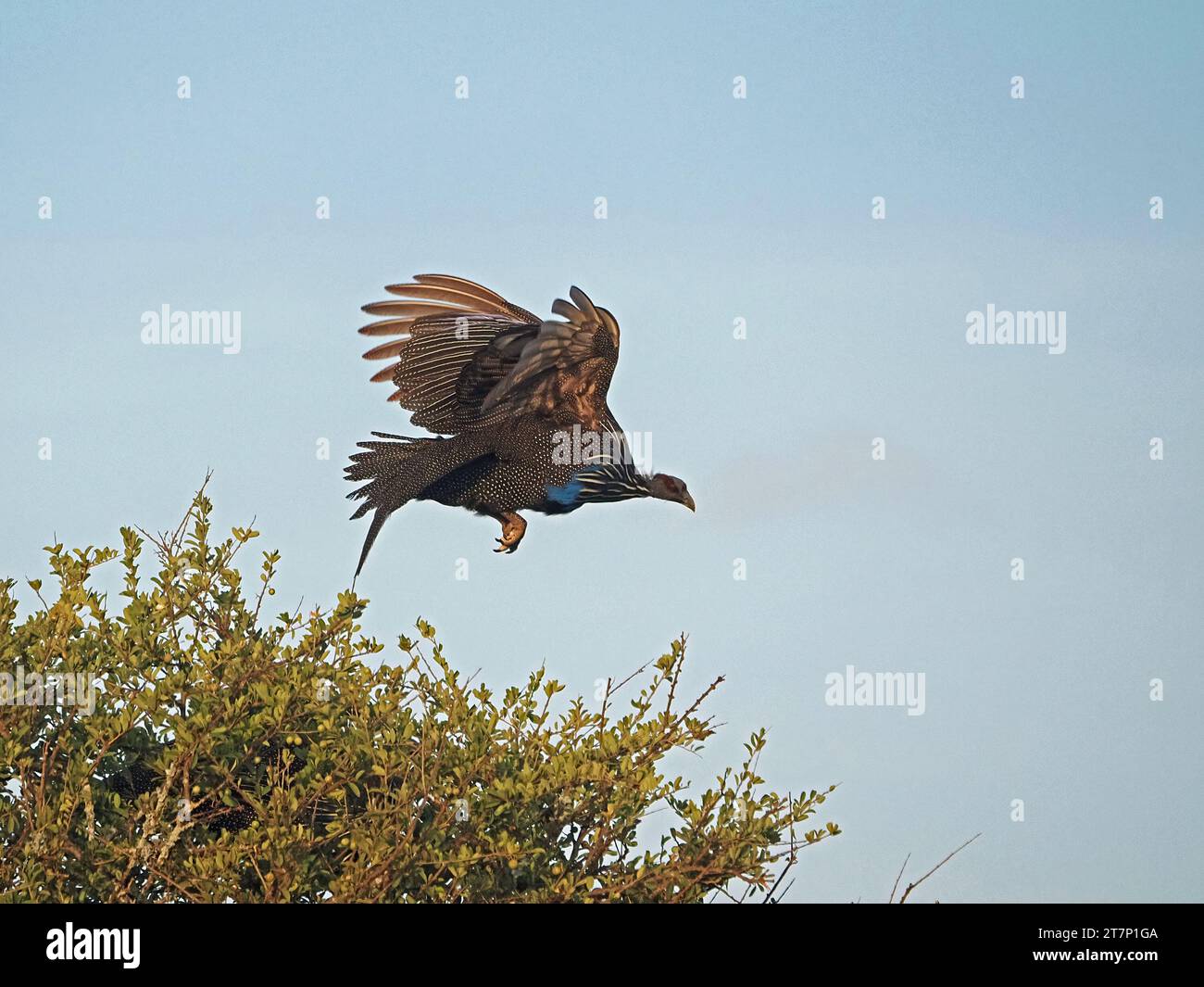 La pintade vulturine (Acryllium vulturinum) volant de brousse dans le soleil du matin dans le pays aride de brousse de Laikipia, Kenya, Afrique Banque D'Images