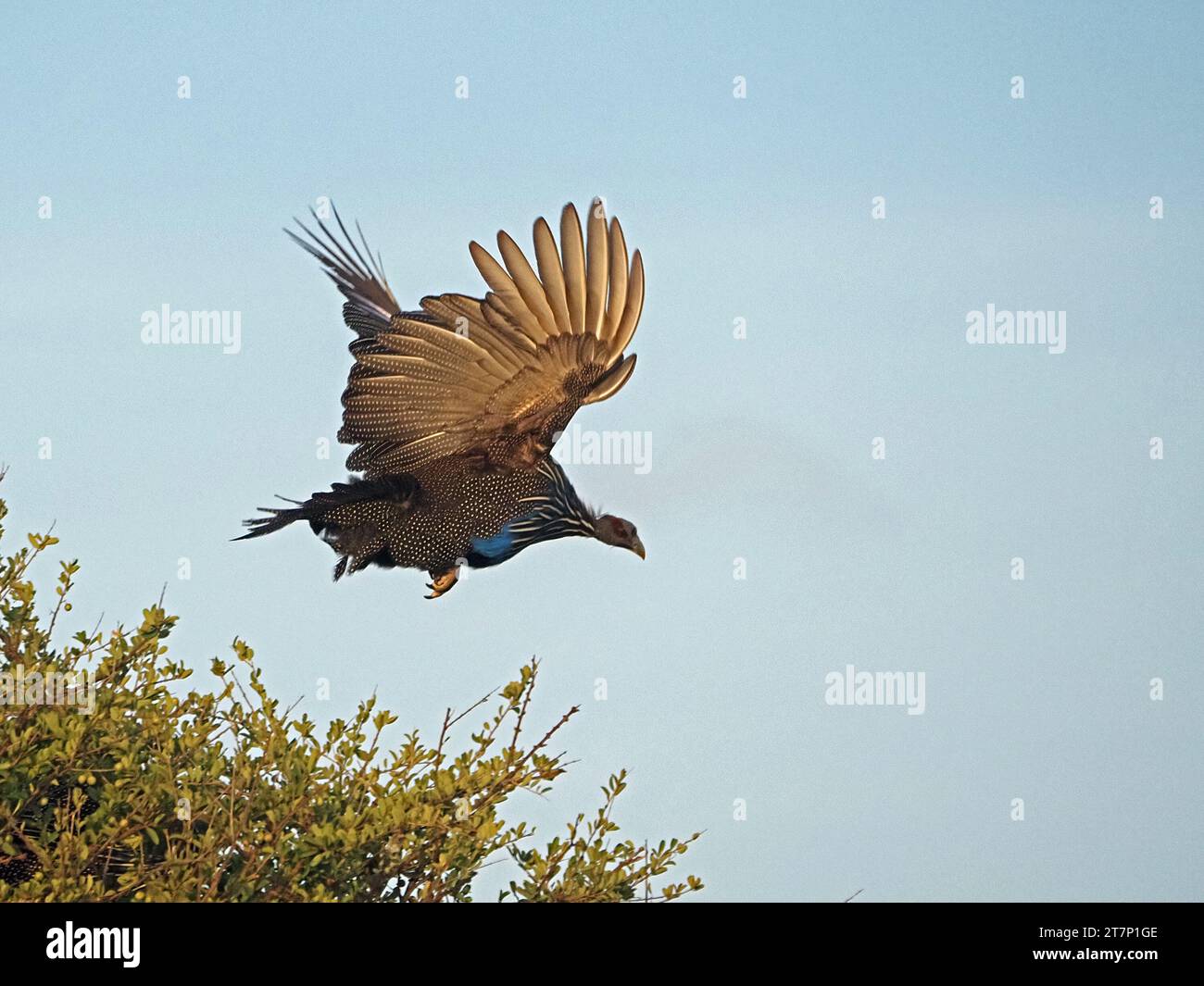 La pintade vulturine (Acryllium vulturinum) volant de brousse dans le soleil du matin dans le pays aride de brousse de Laikipia, Kenya, Afrique Banque D'Images