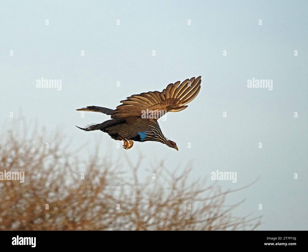 La pintade vulturine (Acryllium vulturinum) volant de brousse dans le soleil du matin dans le pays aride de brousse de Laikipia, Kenya, Afrique Banque D'Images