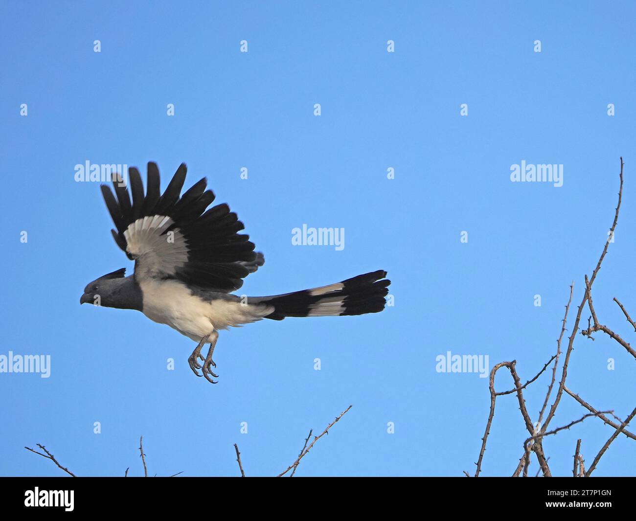 Oiseau mort à ventre blanc ( (Crinifer leucogaster) volant de brousse dans le soleil du matin dans le pays aride de brousse de Laikipia, Kenya, Afrique Banque D'Images