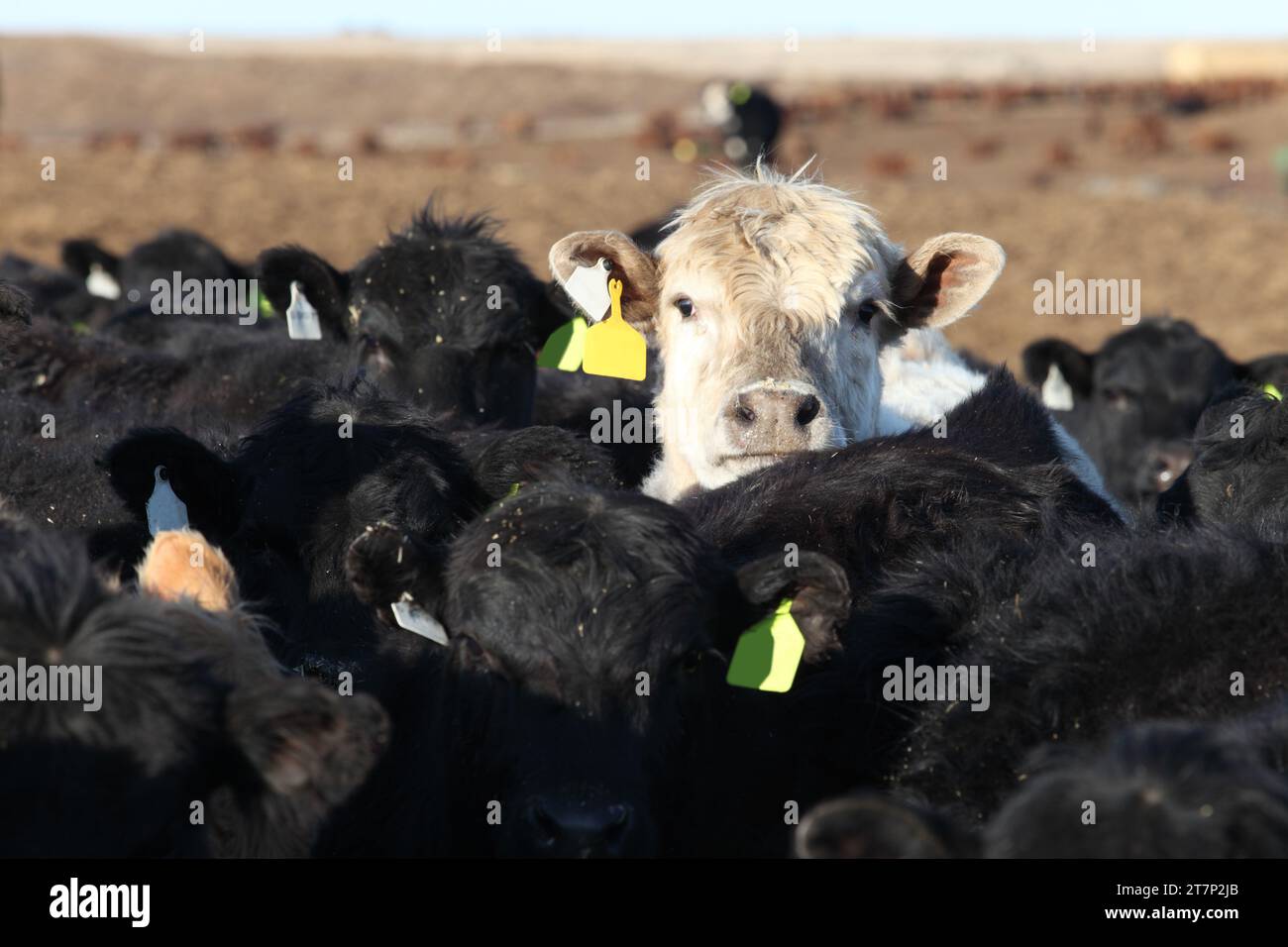 Une tête de vache blanche dans un groupe de bovins Black Angus dans un parc d'engraissement. Banque D'Images