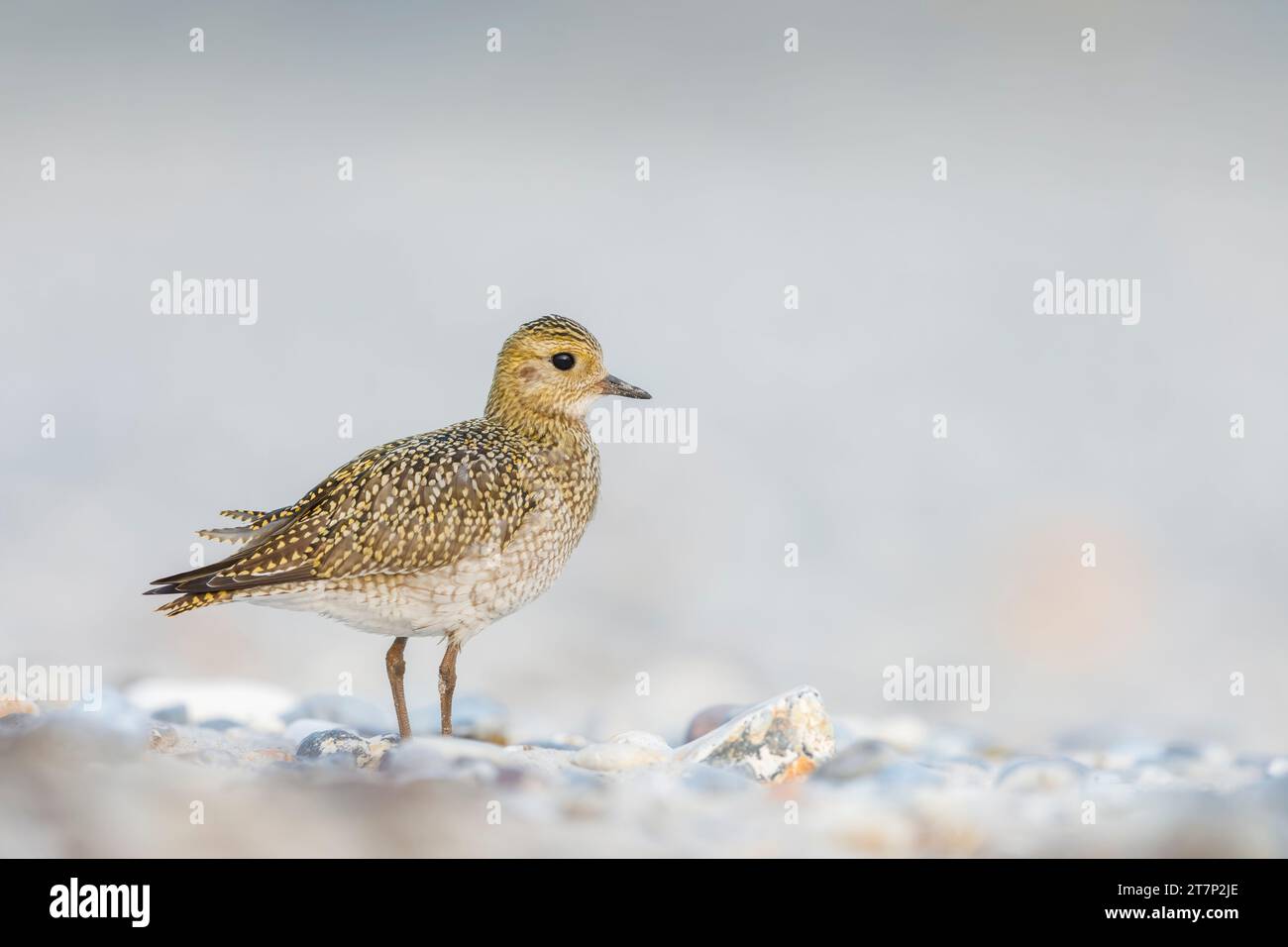 Pluvialis apricari, Pluvialis Banque D'Images