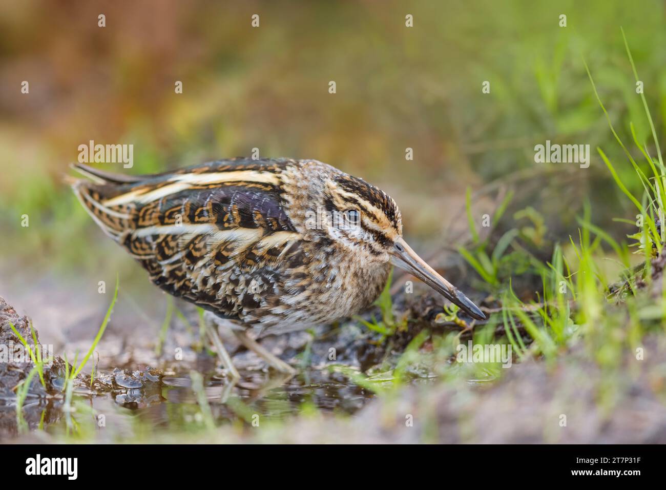 Jack Snipe, Lymnocryptes minimus, recherche de nourriture à Heligoland/Allemagne Banque D'Images