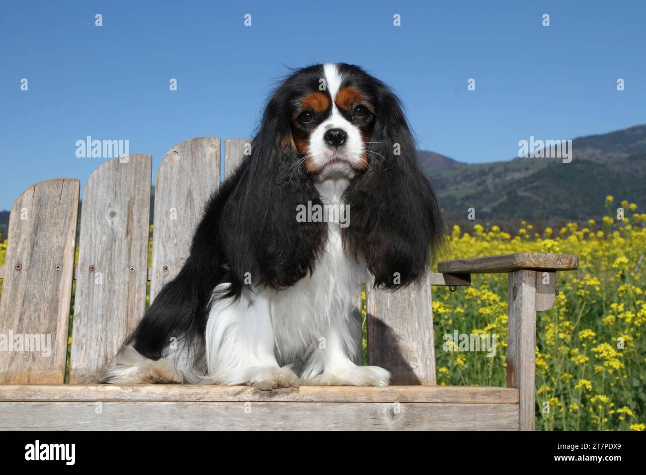Cavalier King Charles Spaniel assis sur un banc dans un champ de moutarde. Montagnes et ciel bleu en arrière-plan Banque D'Images