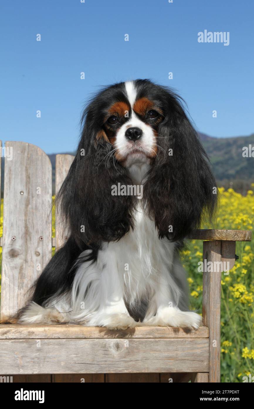 Cavalier King Charles Spaniel assis sur un banc dans un champ de moutarde. Montagnes et ciel bleu en arrière-plan Banque D'Images