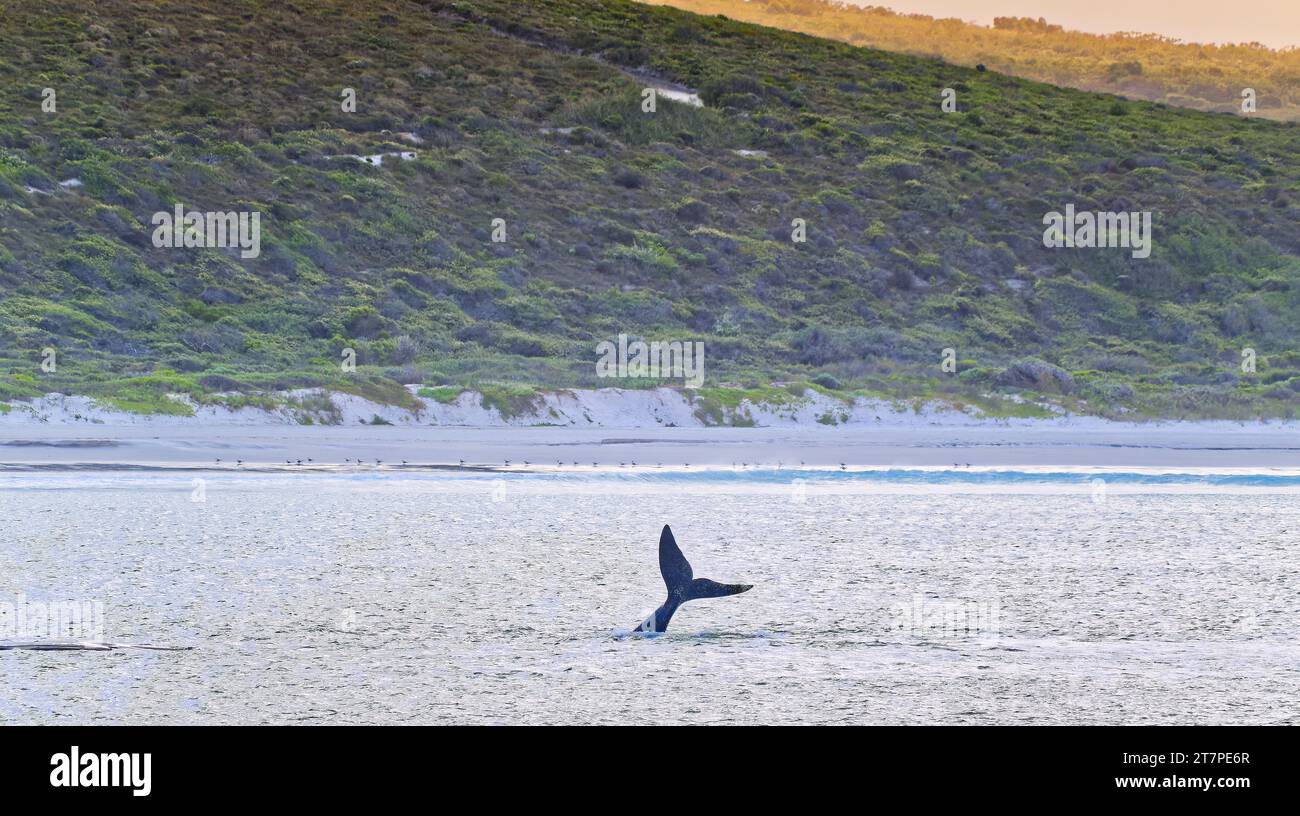 Image de paysage large de la mer et des dunes côtières avec une queue de baleine droite du Sud visible dans l'océan au parc national de Waychinicup, Australie occidentale Banque D'Images