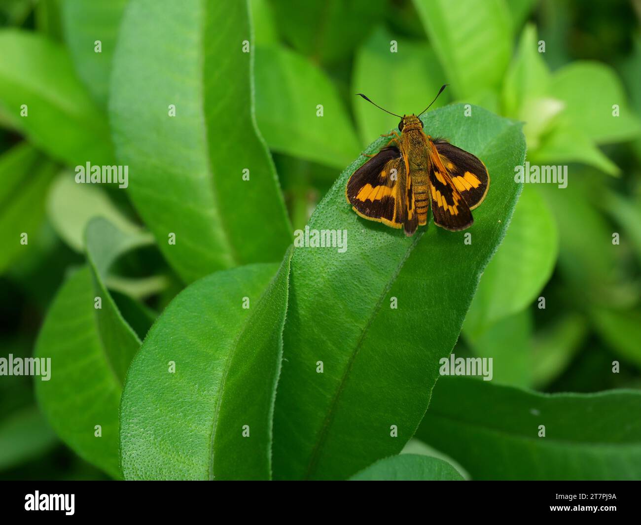 Oriens gola ou papillon de Dartlet commun sur feuille de plante avec fond vert naturel, rayures noires et points sur les ailes brunes d'un insecte tropical Banque D'Images