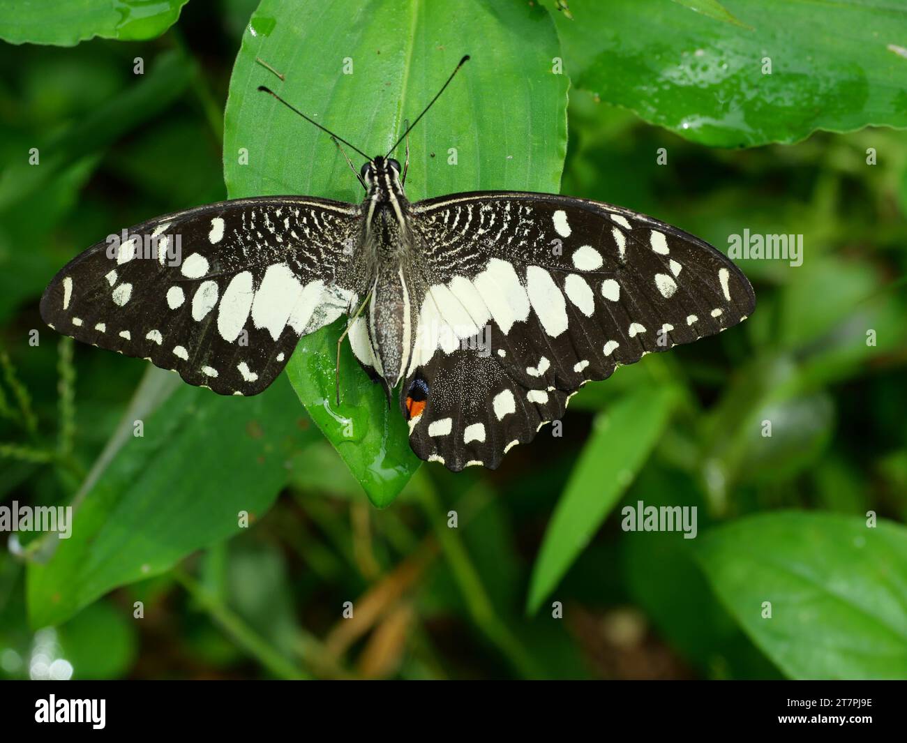 Papillon de citron vert ( Papilio demoleus ) étalant l'aile déchirée sur la feuille de la plante avec fond vert naturel, Banque D'Images