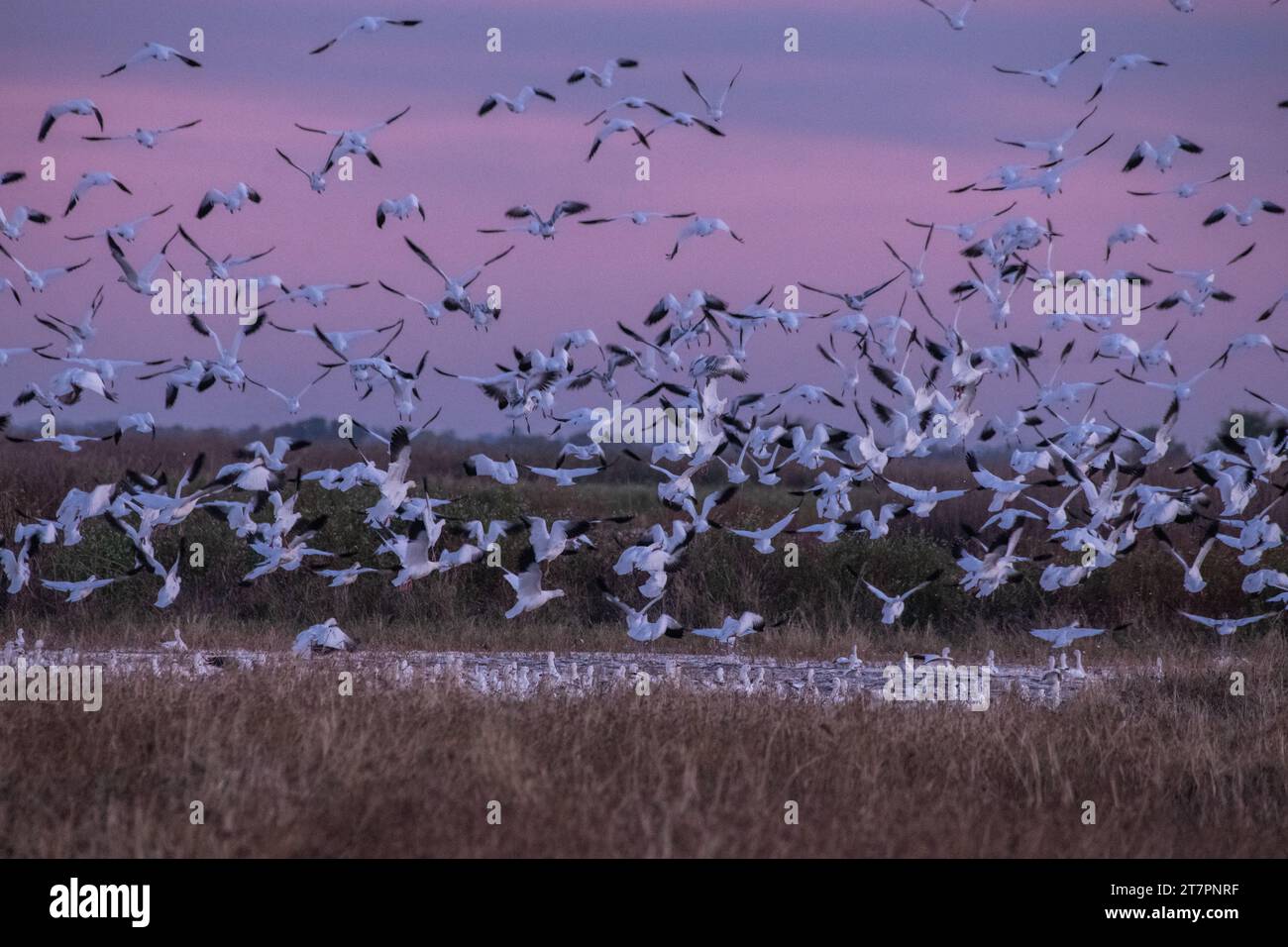 Un troupeau d'oies des neiges, Anser caerulescens, prend son envol dans la réserve naturelle de Sacramento, dans la vallée centrale de la Californie, aux États-Unis. Banque D'Images