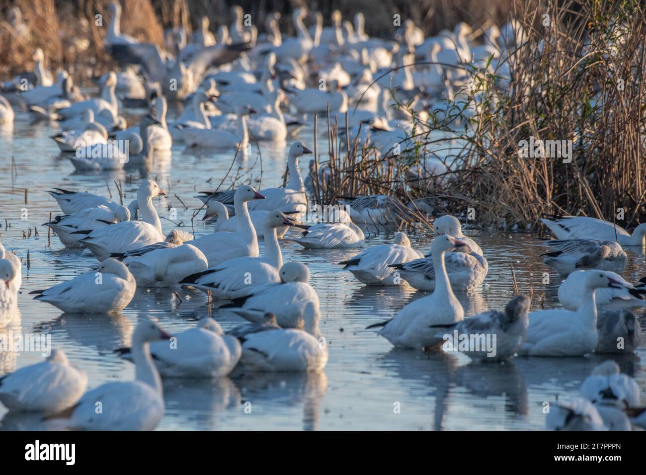 Oies des neiges, Anser caerulescens, sur l'eau dans un marais à Sacramento Wildlife refuge dans la vallée centrale en Californie. Banque D'Images