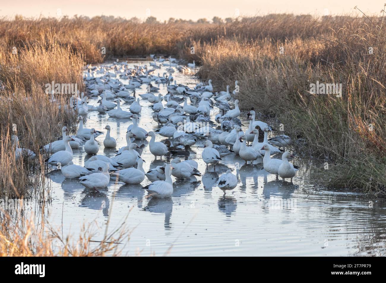Oies des neiges, Anser caerulescens, sur l'eau dans un marais à Sacramento Wildlife refuge dans la vallée centrale en Californie. Banque D'Images
