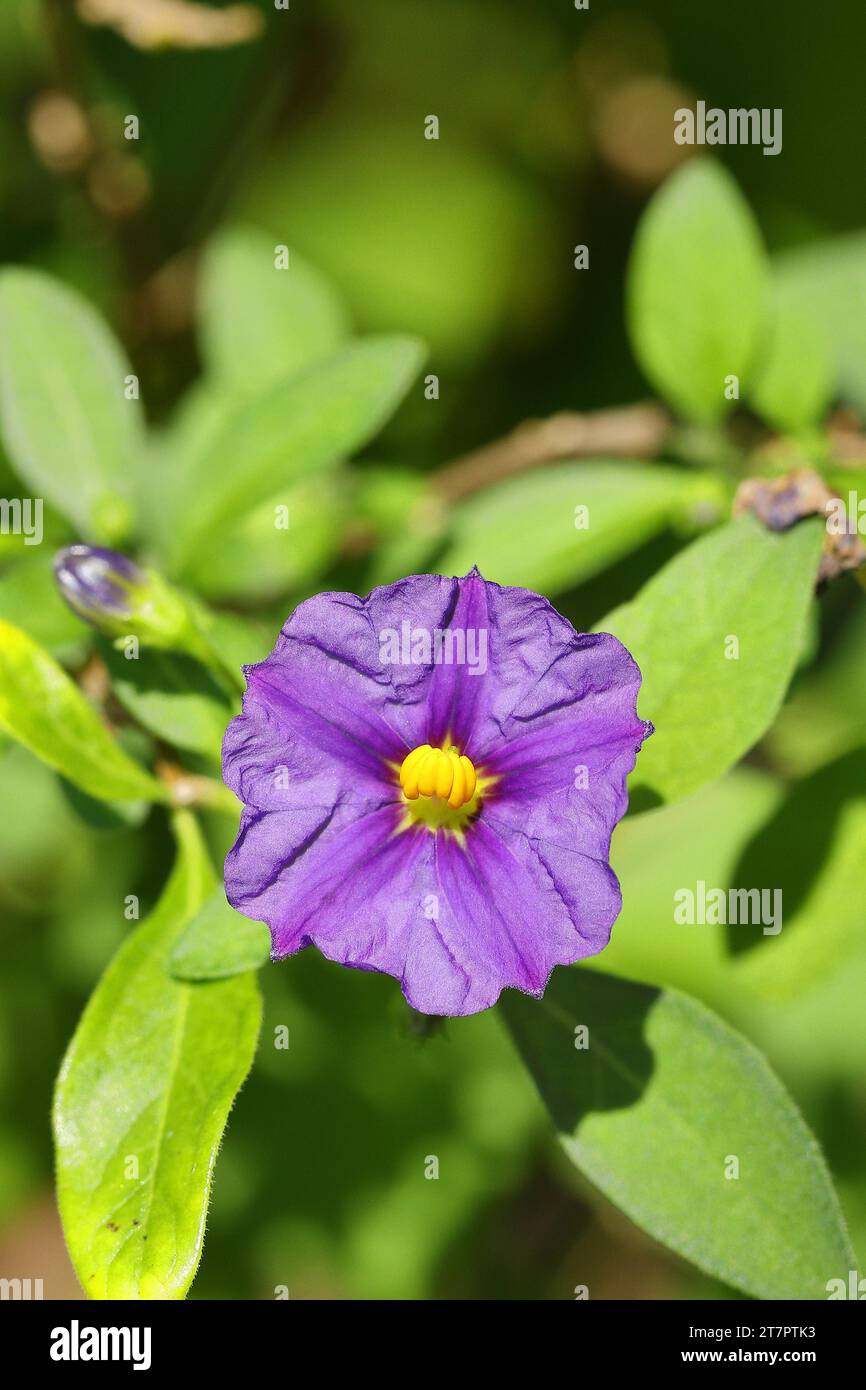 Buisson bleu de pomme de terre (Lycianthes rantonnetii), gentiane, fleur, Wilden, Rhénanie du Nord-Westphalie, Allemagne Banque D'Images