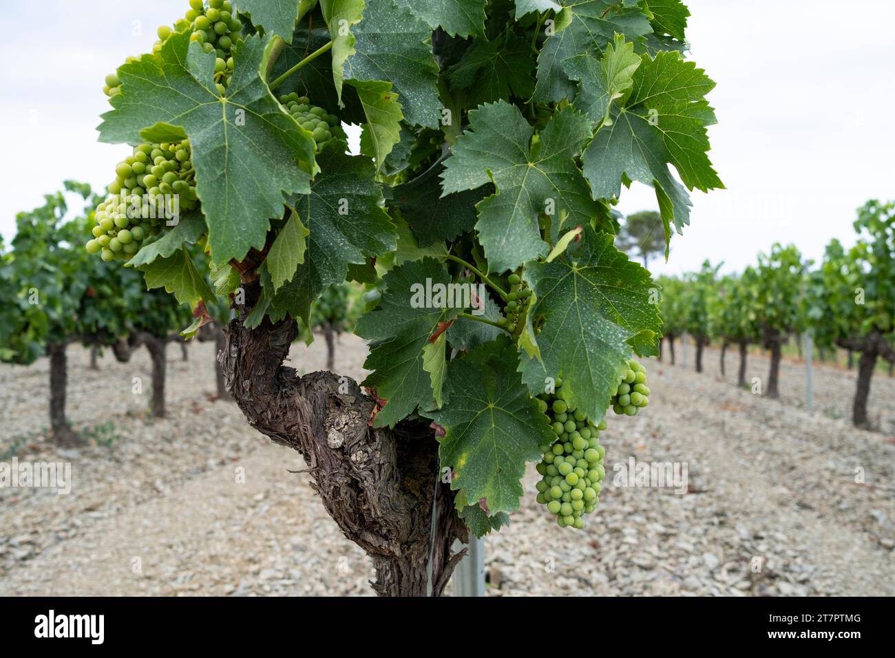 Vignobles de la zone viticole de la région d’appellation d’origine Priorat en Catalogne Espagne Banque D'Images