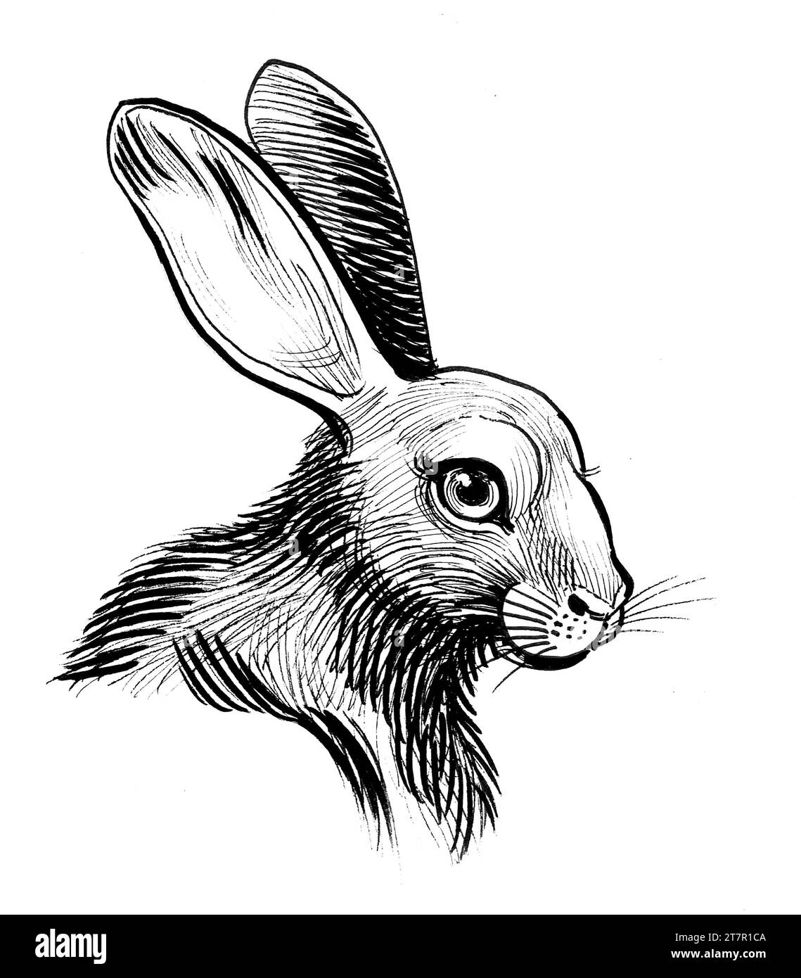 Jolie tête de lapin. Dessin noir et blanc à l'encre dessinée à la main Banque D'Images