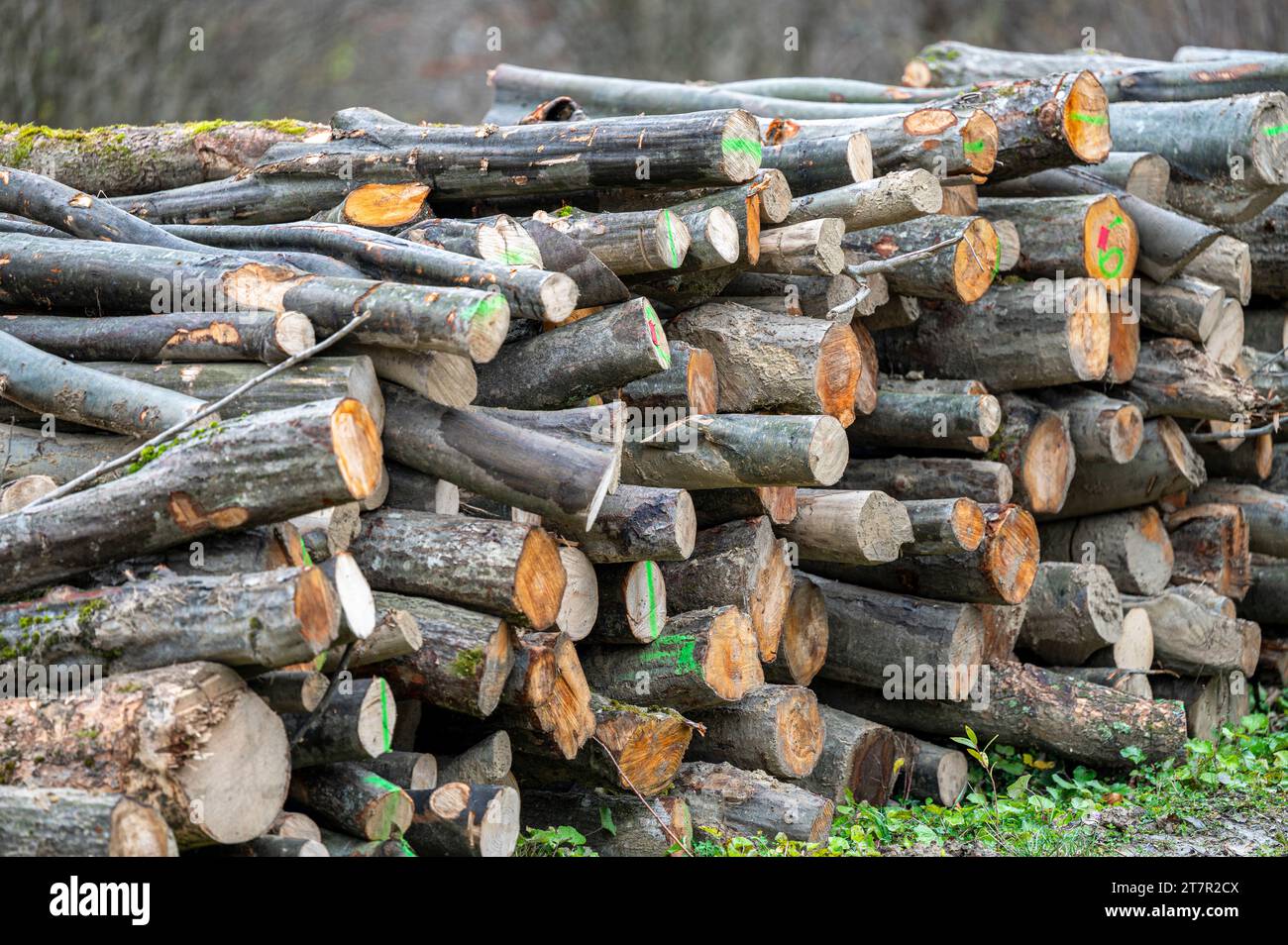 Pile de bois de hêtre commun (Fagus sylvatica). Montagnes des Carpates, Pologne. Banque D'Images