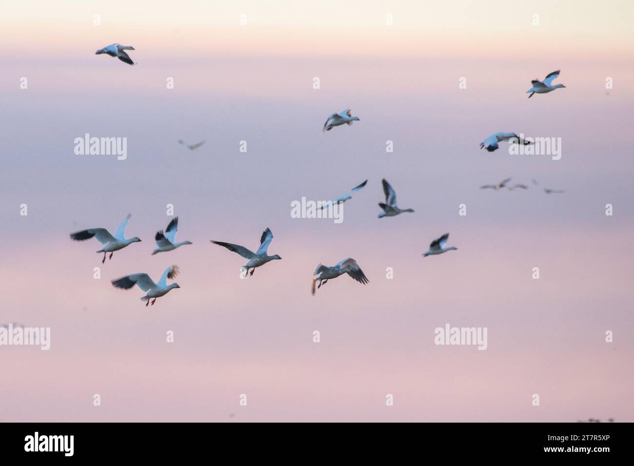 Oies des neiges migrantes, Anser caerulescens, de la vallée centrale de Californie, États-Unis. Banque D'Images