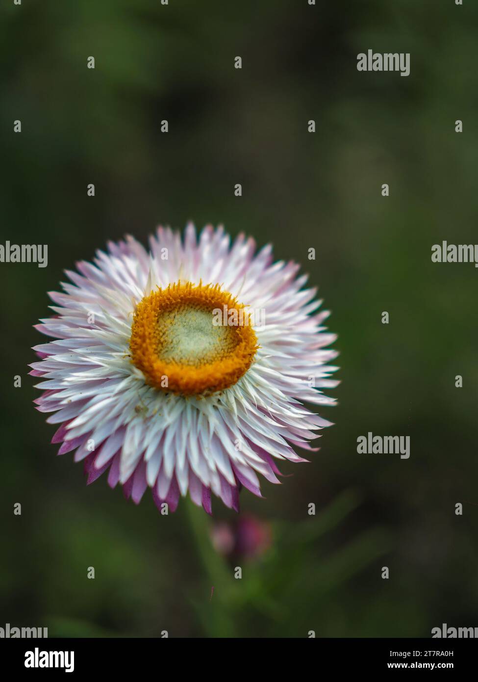 Fleur de paille sauvage colorée ou décoration éternelle dorée dans des tons d'orange, rose et violet avec pétale jaune vif, tige verte et dos flou Banque D'Images