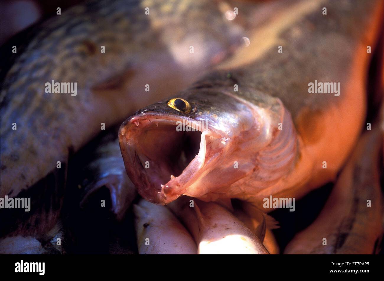 Pêche de poisson frais, Rugen, Allemagne Banque D'Images