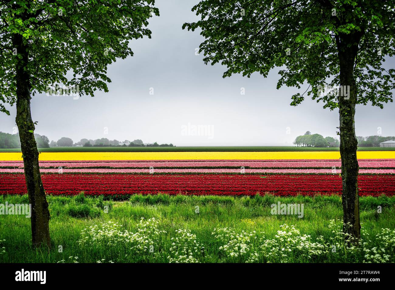 un champ de tulipes Banque D'Images
